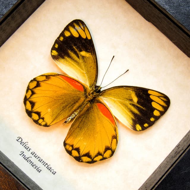 Real butterfly framed taxidermy - Delias aurantiaca