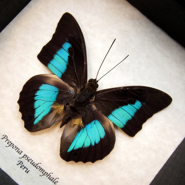 Rare blue Brush-footed butterfly framed taxidermy - Prepona pseudomphale