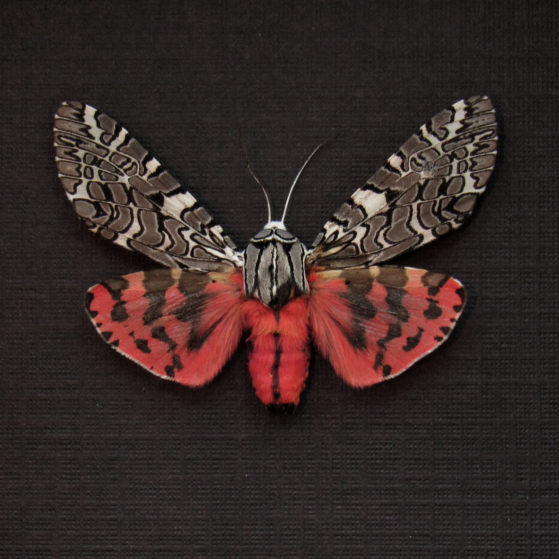 Real framed Painted Tiger Moth taxidermy - Arachnis picta