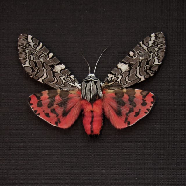 Real framed Painted Tiger Moth taxidermy - Arachnis picta
