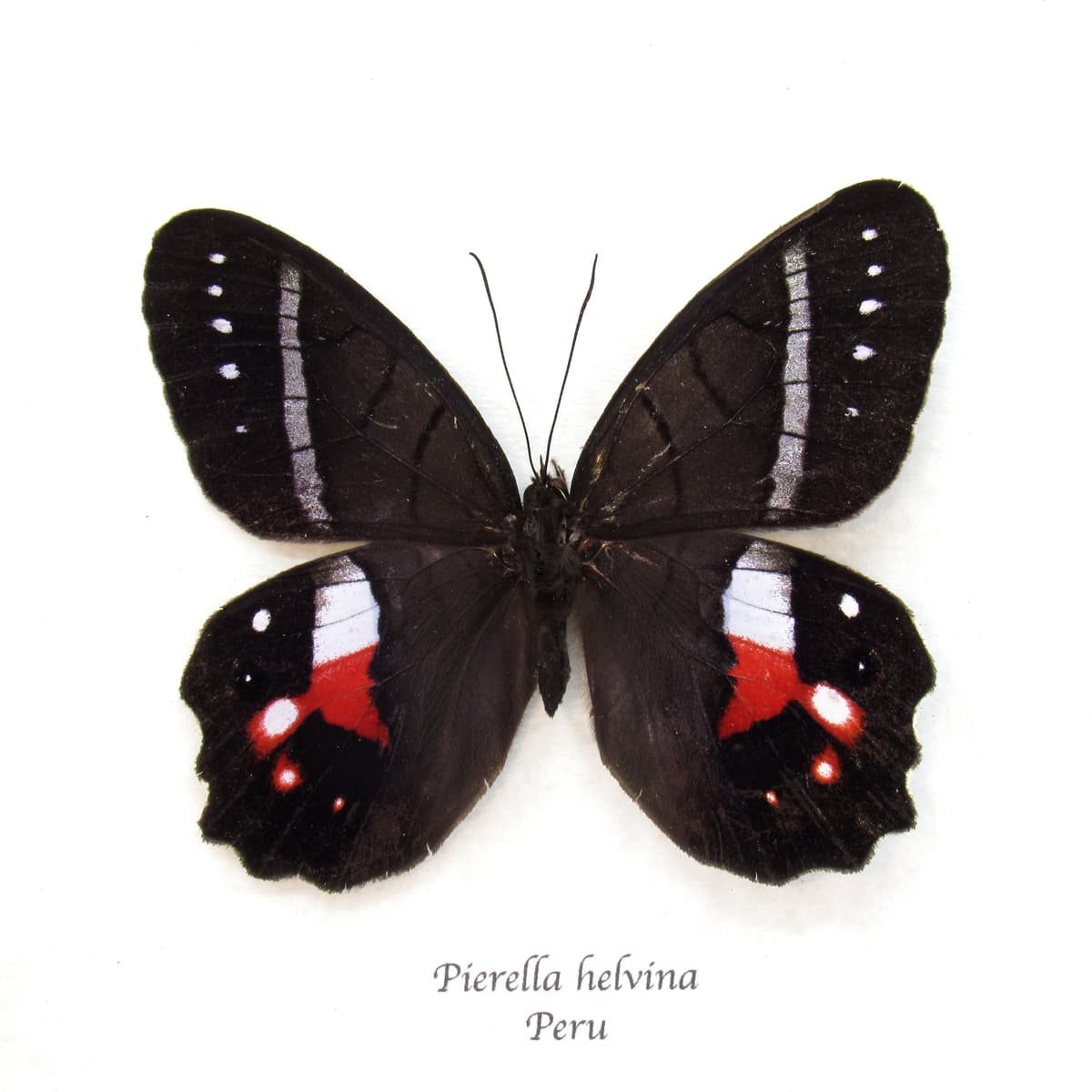 Rare Red Washed Satyr butterfly framed taxidermy - Pierella helvina - female