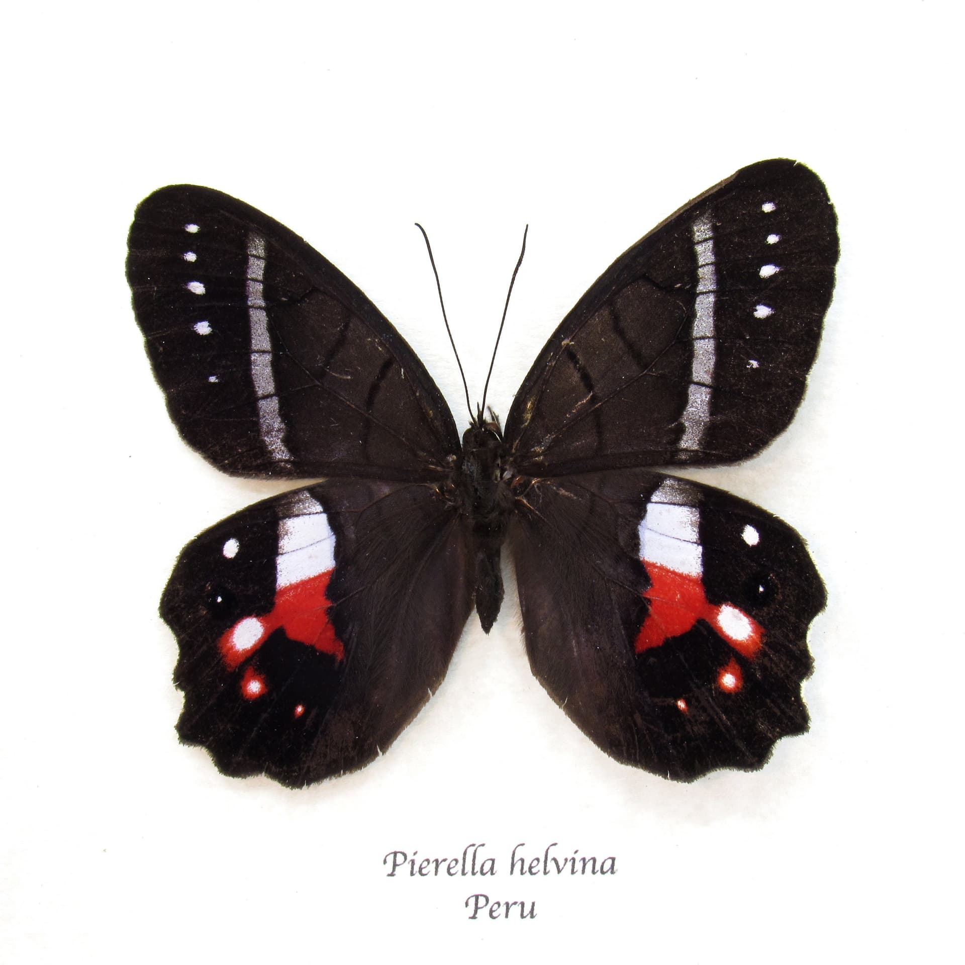 Rare Red Washed Satyr butterfly framed taxidermy - Pierella helvina - female