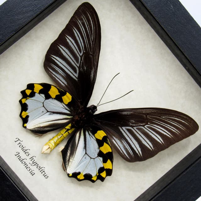 Real XL Silver Birdwing butterfly framed taxidermy - Troides hypolitus