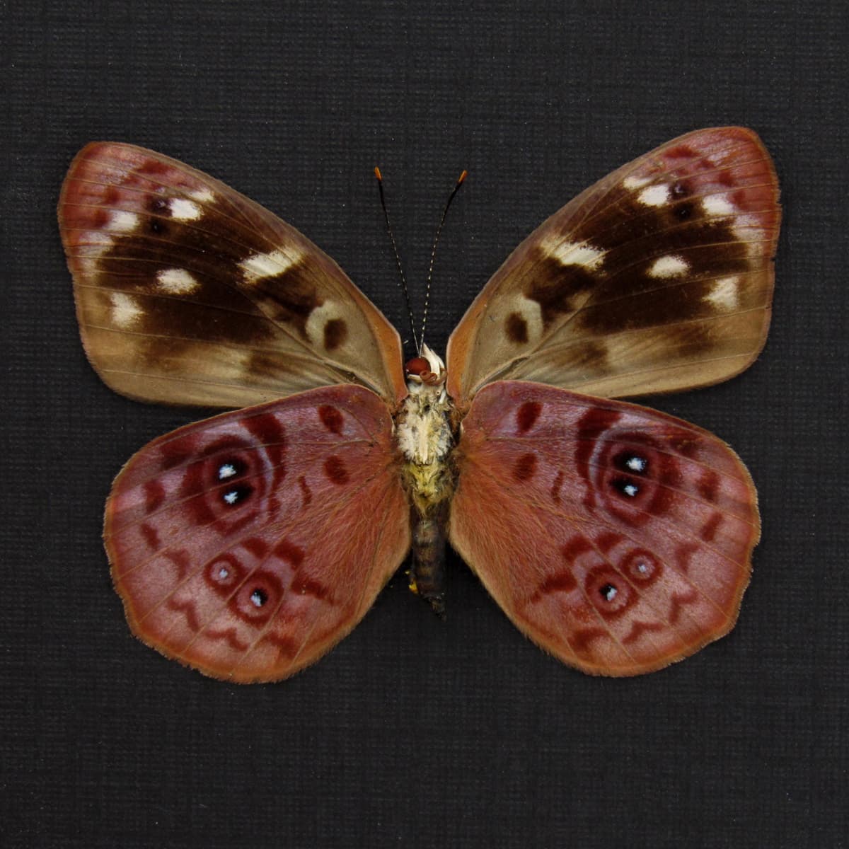 Real lavender butterfly framed taxidermy - Eunica orphise - female