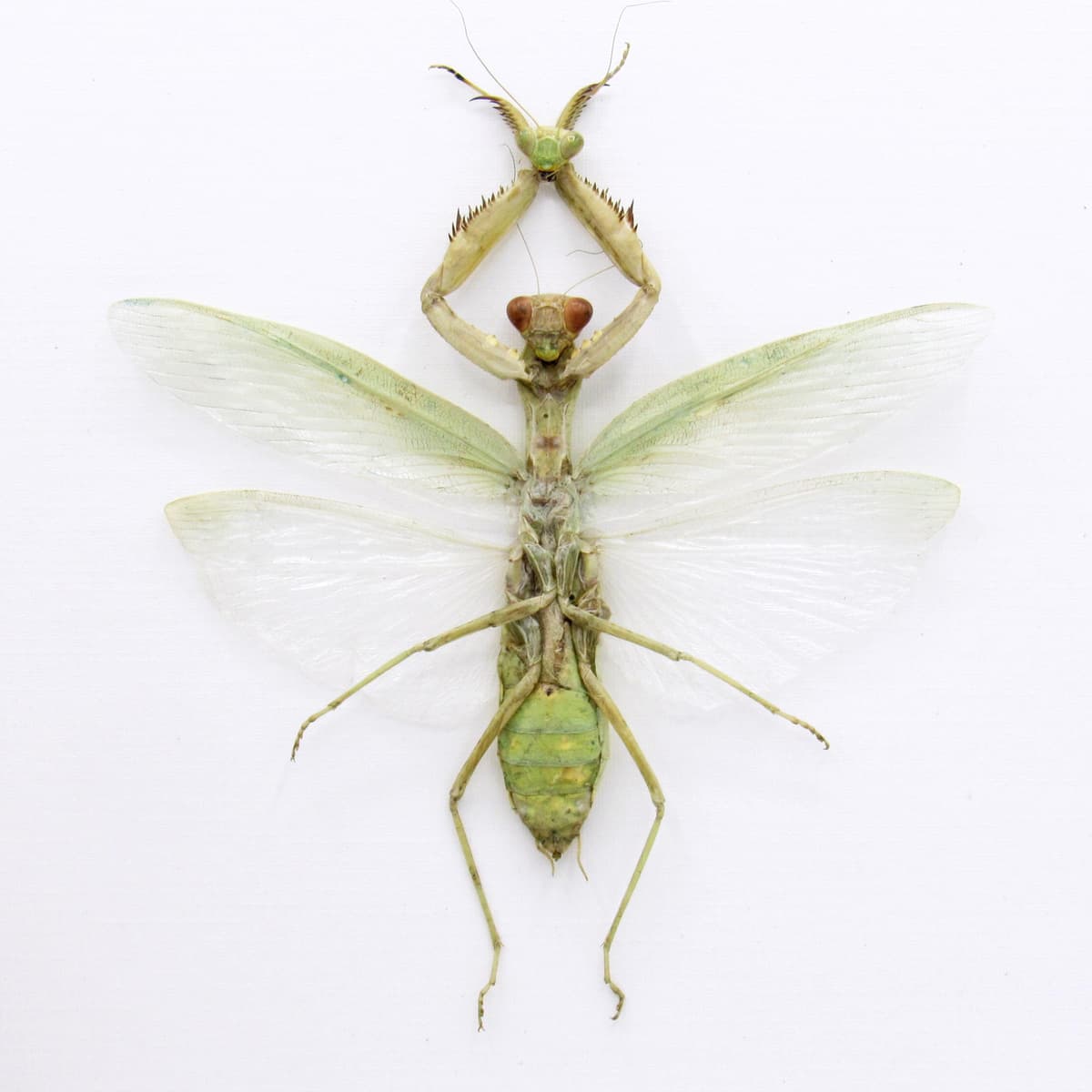 Real Green Mantis Displaying the Severed Head of her Lover in Triumph