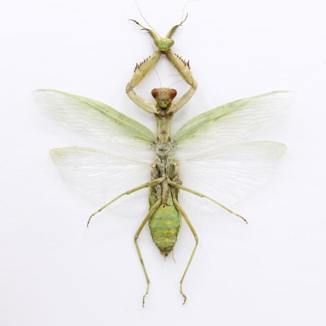 Real Green Mantis Displaying the Severed Head of her Lover in Triumph