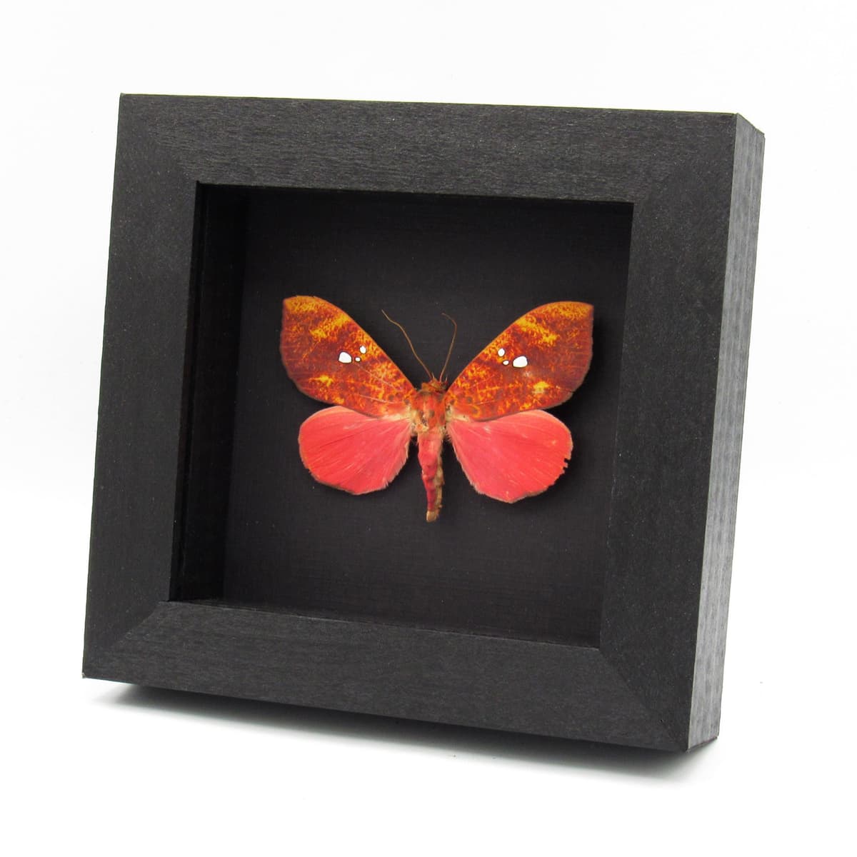 Rare hot pink fruit sucking moth framed taxidermy - Miniodes discolor - 2