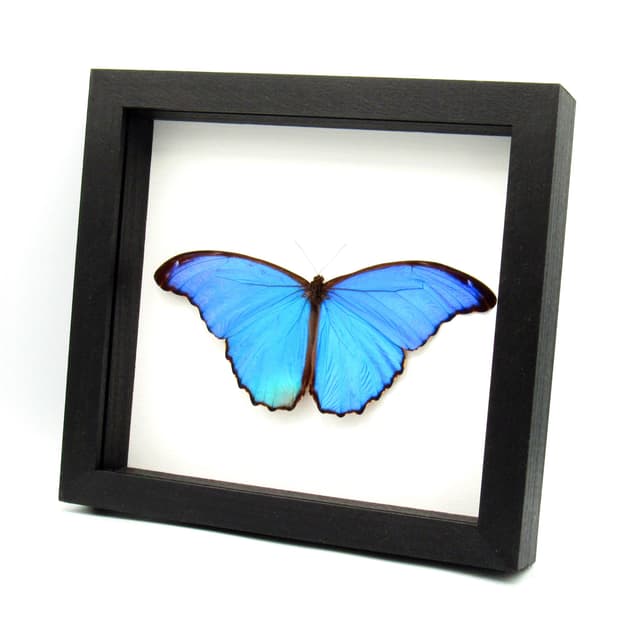 Real large metallic blue Morpho framed butterfly taxidermy - Morpho menelaus alexandrovna - Victorian mount - 7.15 inch wingspan