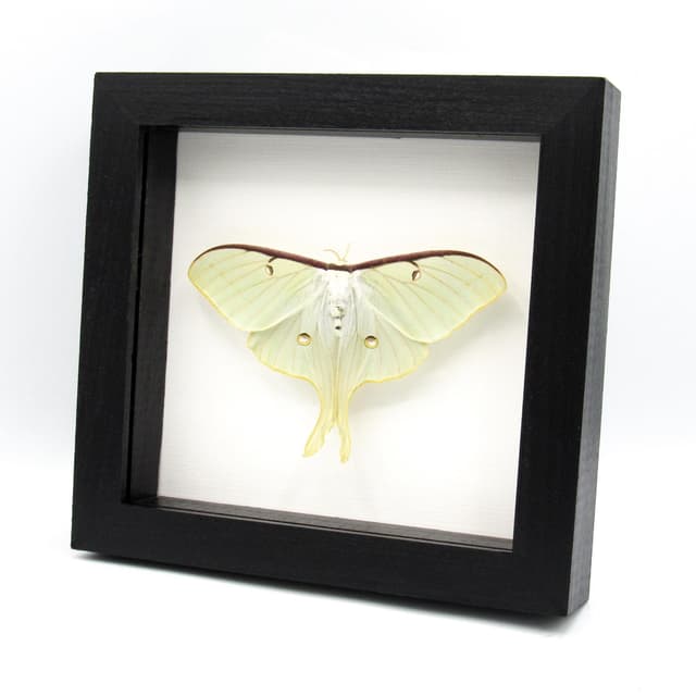 Real large Luna Moon moth framed taxidermy - Actias luna - female - Victorian mount