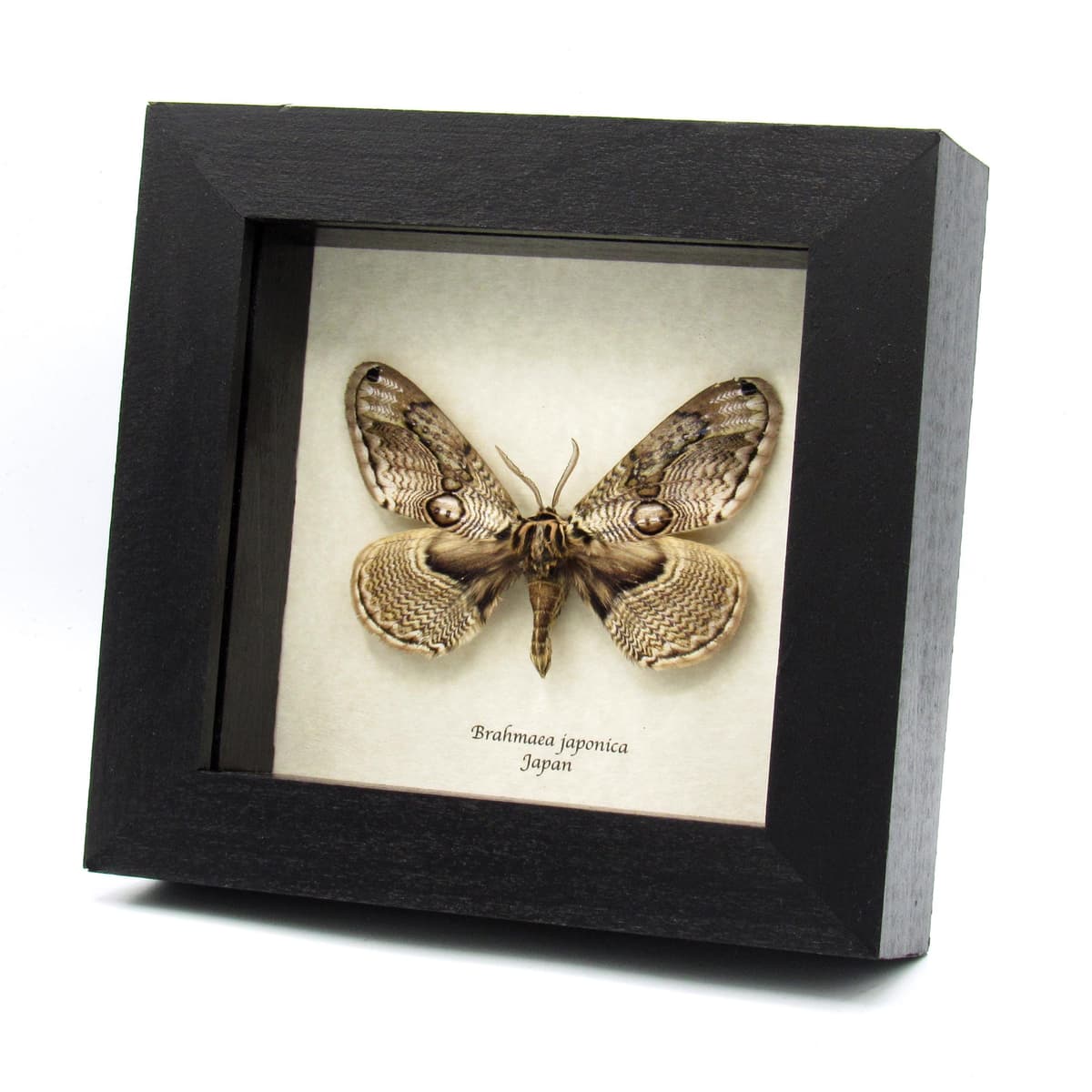 Rare Japanese Owl moth framed taxidermy - Brahmaea japonica