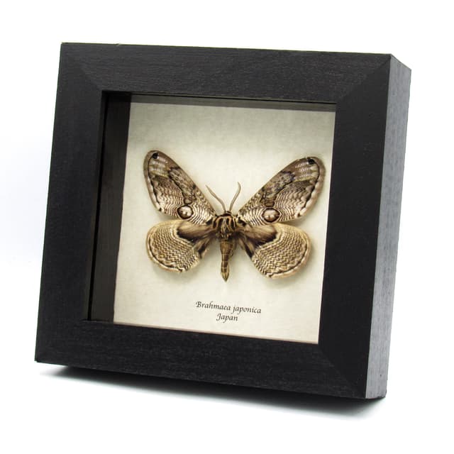 Rare Japanese Owl moth framed taxidermy - Brahmaea japonica