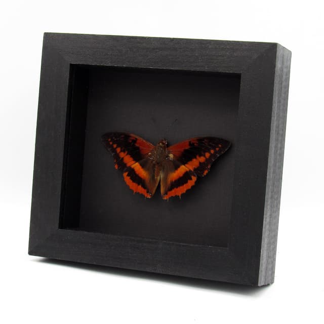 Real Western Red Charaxes framed taxidermy - Charaxes cynthia - Victorian mount