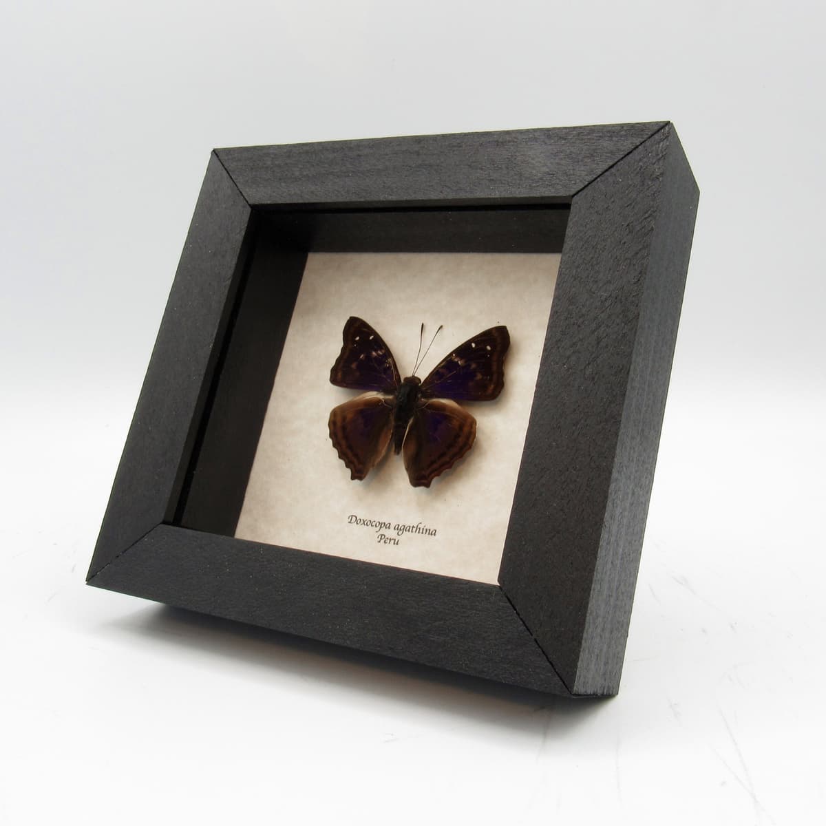 Real purple Agathina Emperor butterfly framed taxidermy - Doxocopa agathina