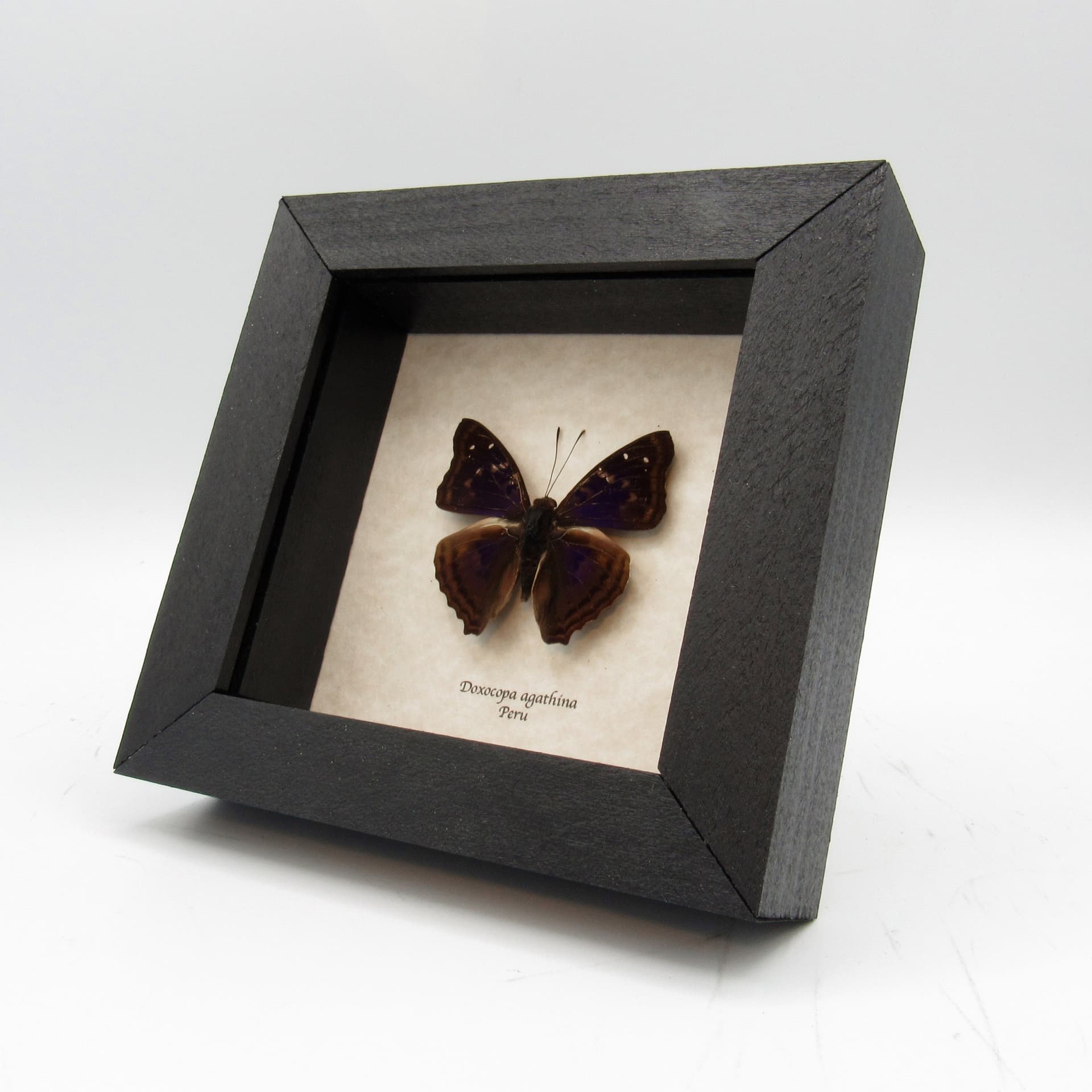 Real purple Agathina Emperor butterfly framed taxidermy - Doxocopa agathina