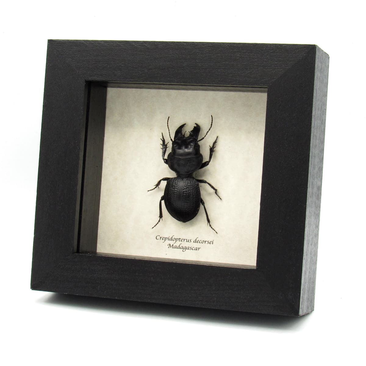 Real Giant Ground beetle framed taxidermy - Crepidopterus decorsei