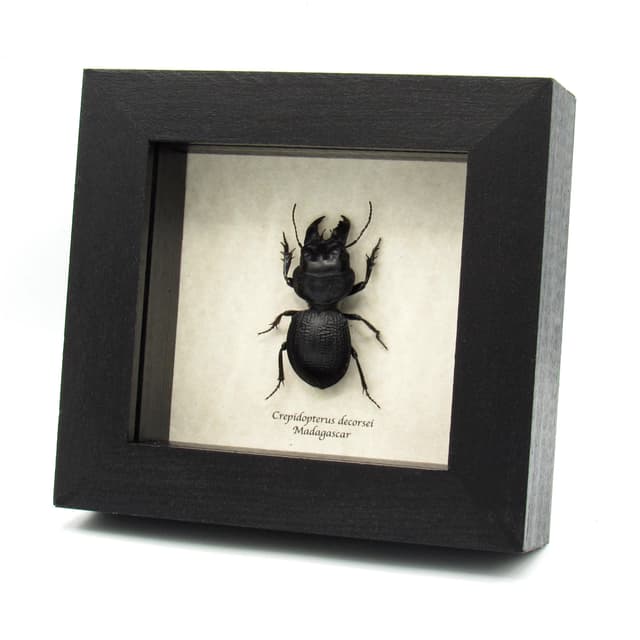 Real Giant Ground beetle framed taxidermy - Crepidopterus decorsei