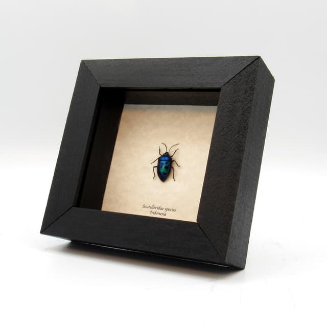 Real blue bug framed taxidermy - Scutelleridae species