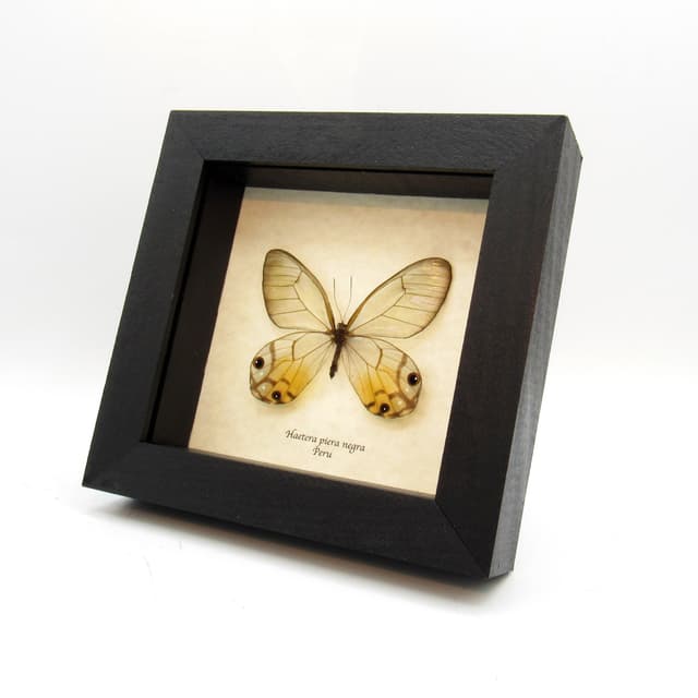 Rare female yellow Glass Wing butterfly framed taxidermy - Haetera piera negra - large female