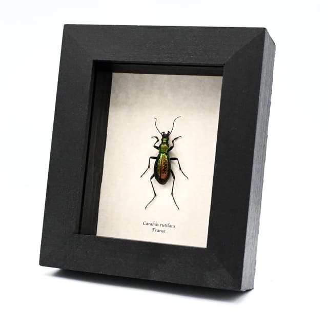 Rare large green Ground beetle framed taxidermy - Carabus rutilans
