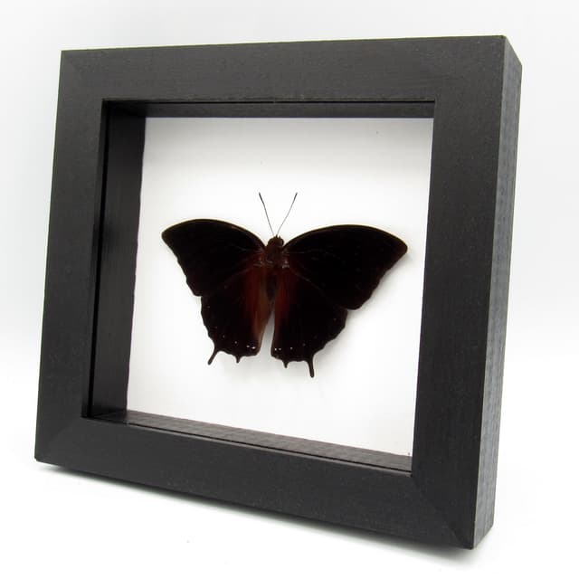 Real Black Rajah butterfly framed taxidermy - Charaxes setan - Victorian mount