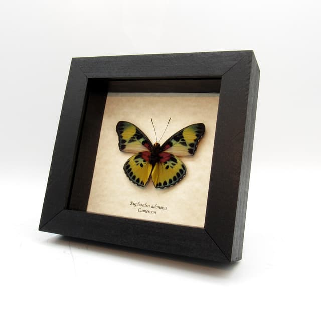 Real Forester butterfly framed taxidermy - Euphaedra adonina