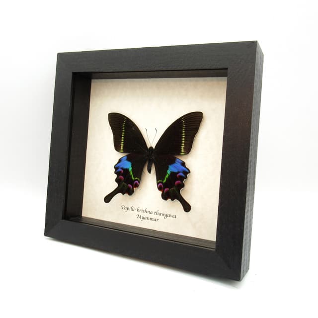 Rare Krishna Peacock Swallowtail butterfly framed taxidermy - Papilio krishna thawgawa
