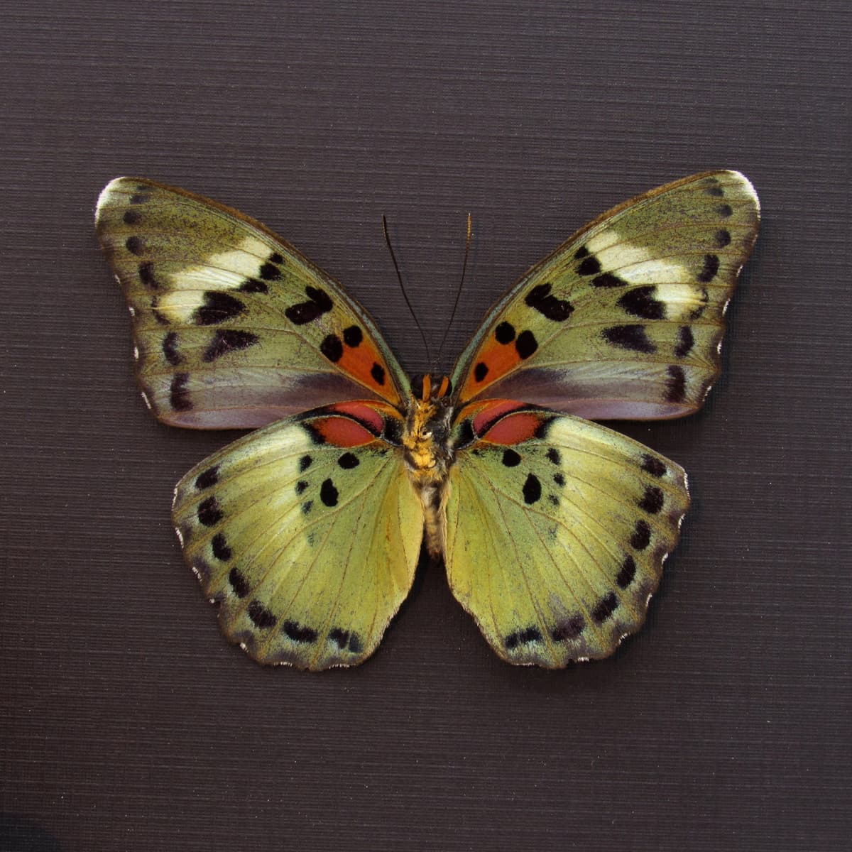 Rare green Forester butterfly framed - Euphaedra ueleana