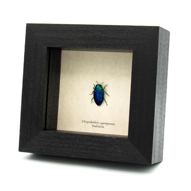 Rare blue metallic jewel beetle framed taxidermy - Chrysobothris cyanipennis