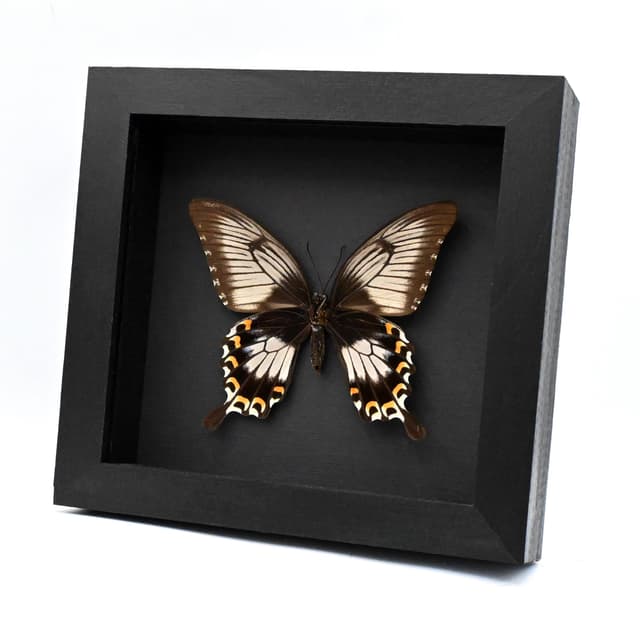 Real giant swallowtail butterfly framed taxidermy - Papilio ascalaphus fukuyama - large female