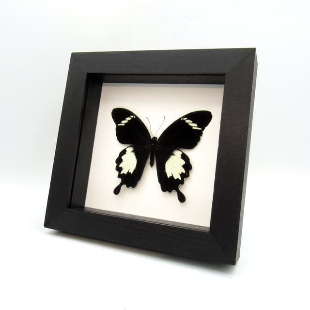 Real Swallowtail butterfly framed taxidermy - Papilio nephelus