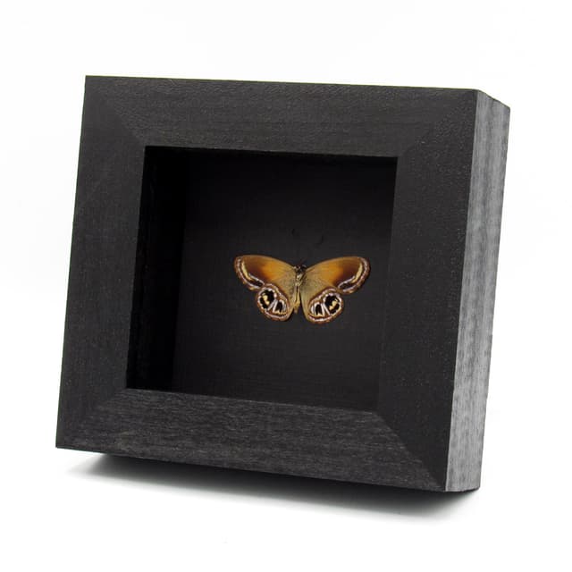 Real metallic gold Satyr butterfly framed taxidermy - Argyronympha gracilipes - Victorian mount