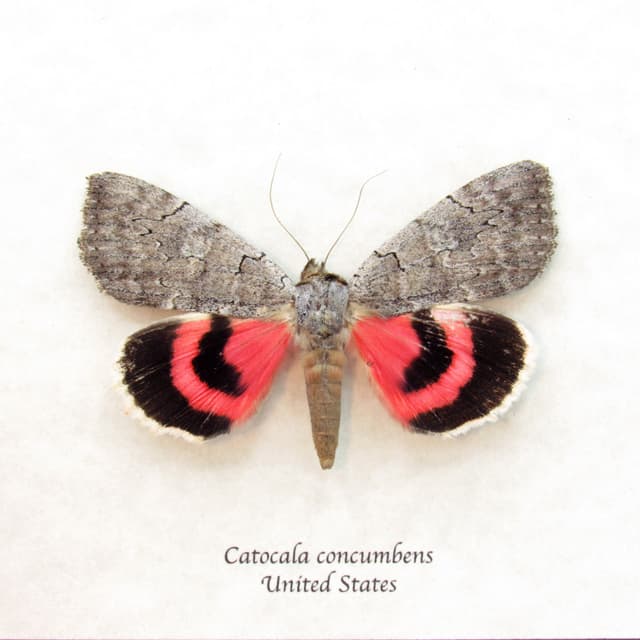 Real Pink Sleepy Underwing moth framed taxidermy - Catocala concumbens