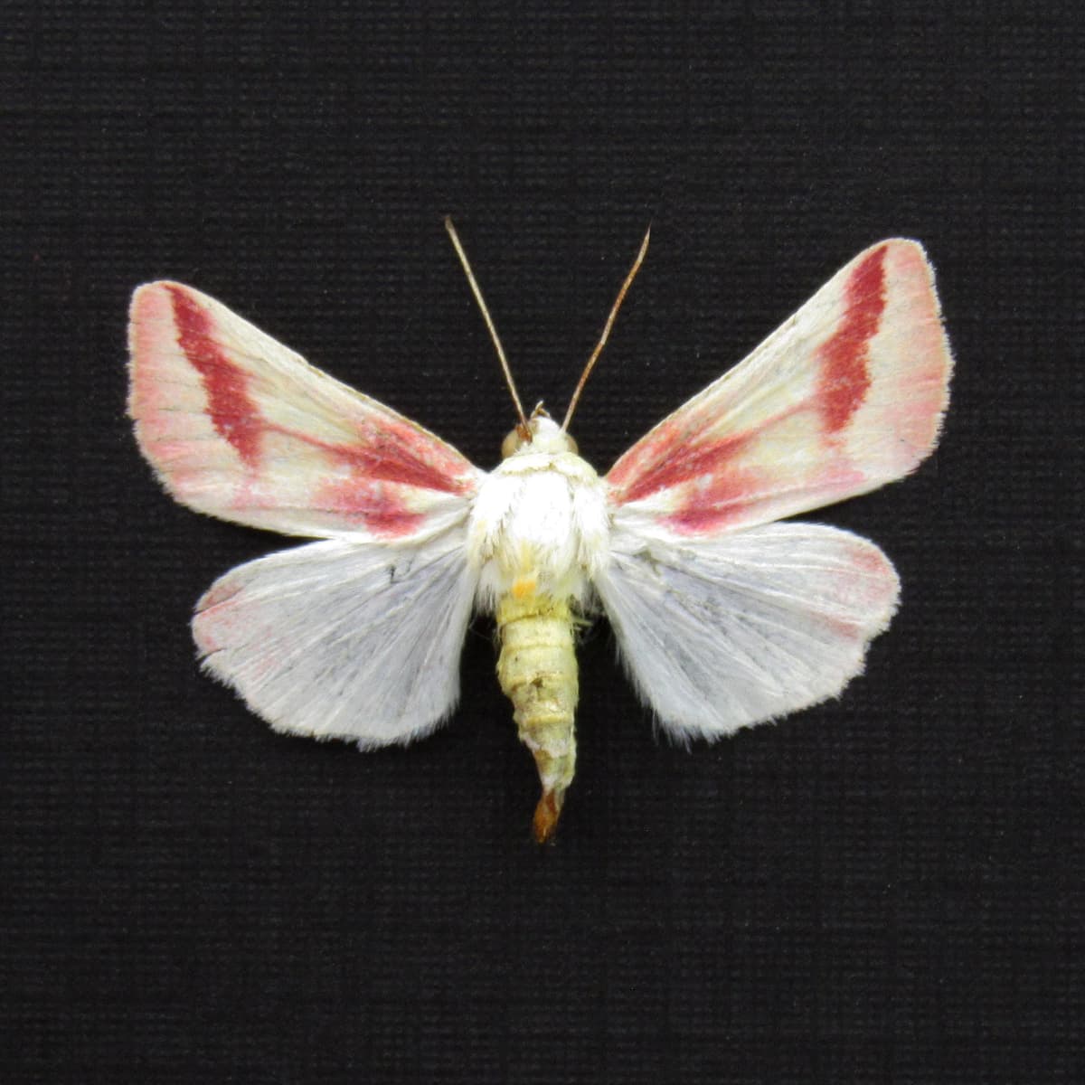 Real tiny Clouded Crimson moth framed taxidermy - Schinia gaurae