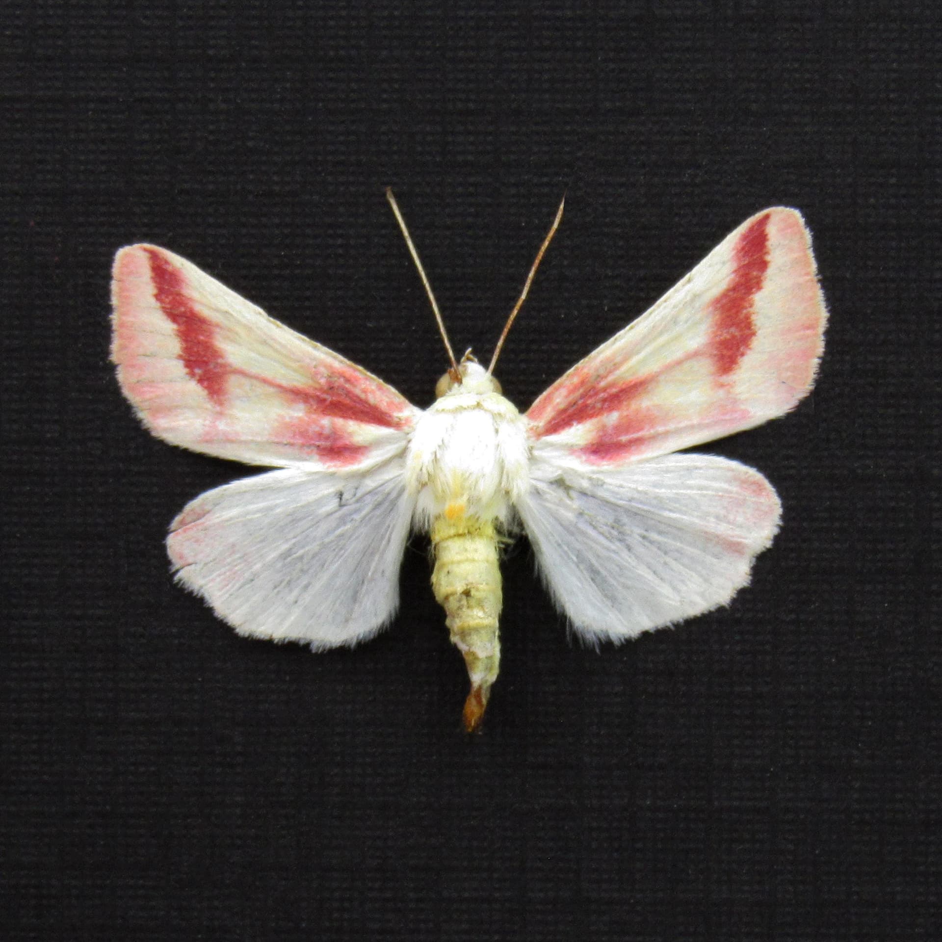 Real tiny Clouded Crimson moth framed taxidermy - Schinia gaurae
