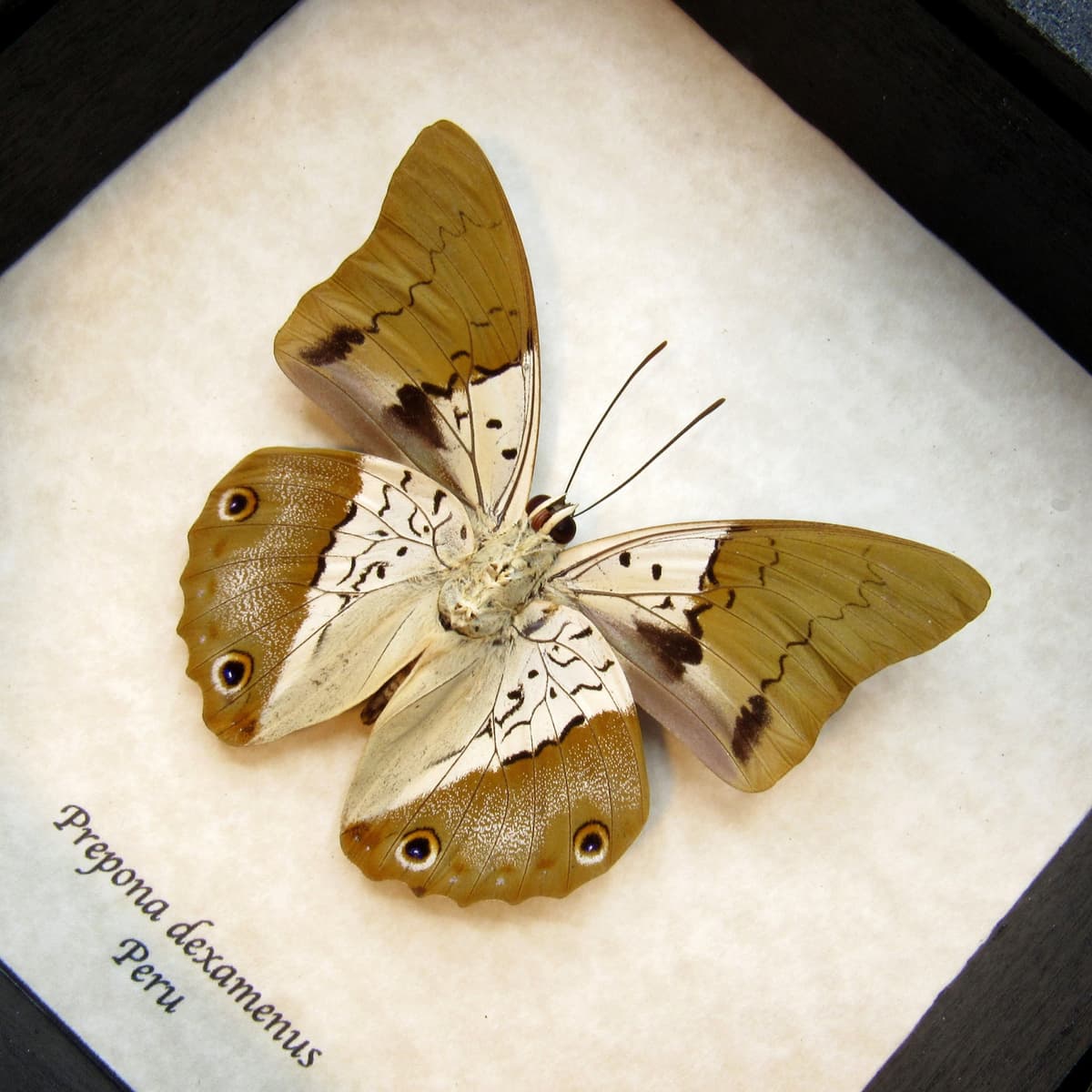 Real golden Brush-footed butterfly framed taxidermy - Prepona dexamenus