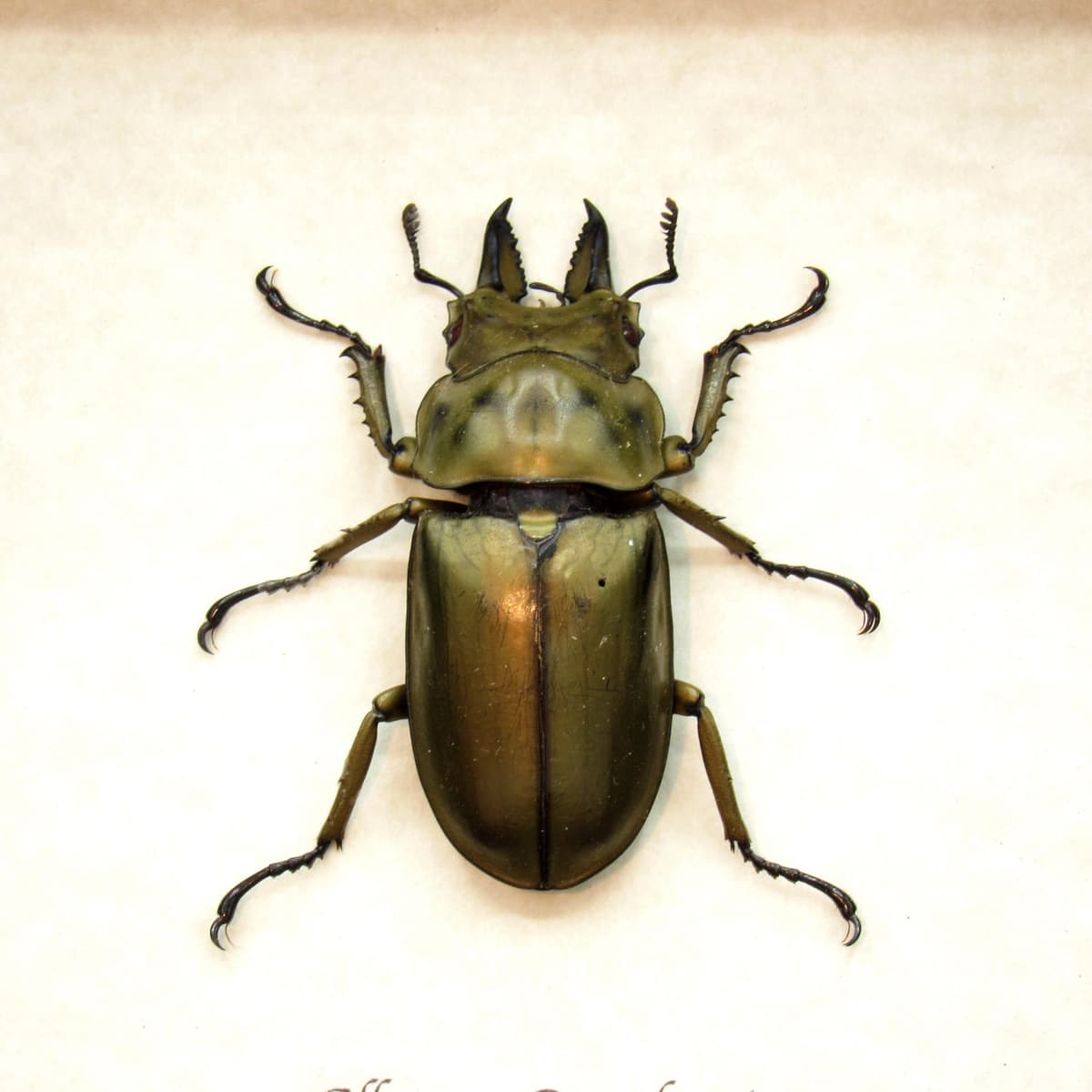 Real Bronze Devil Stag beetle framed taxidermy - Allotopus Rosenbergi