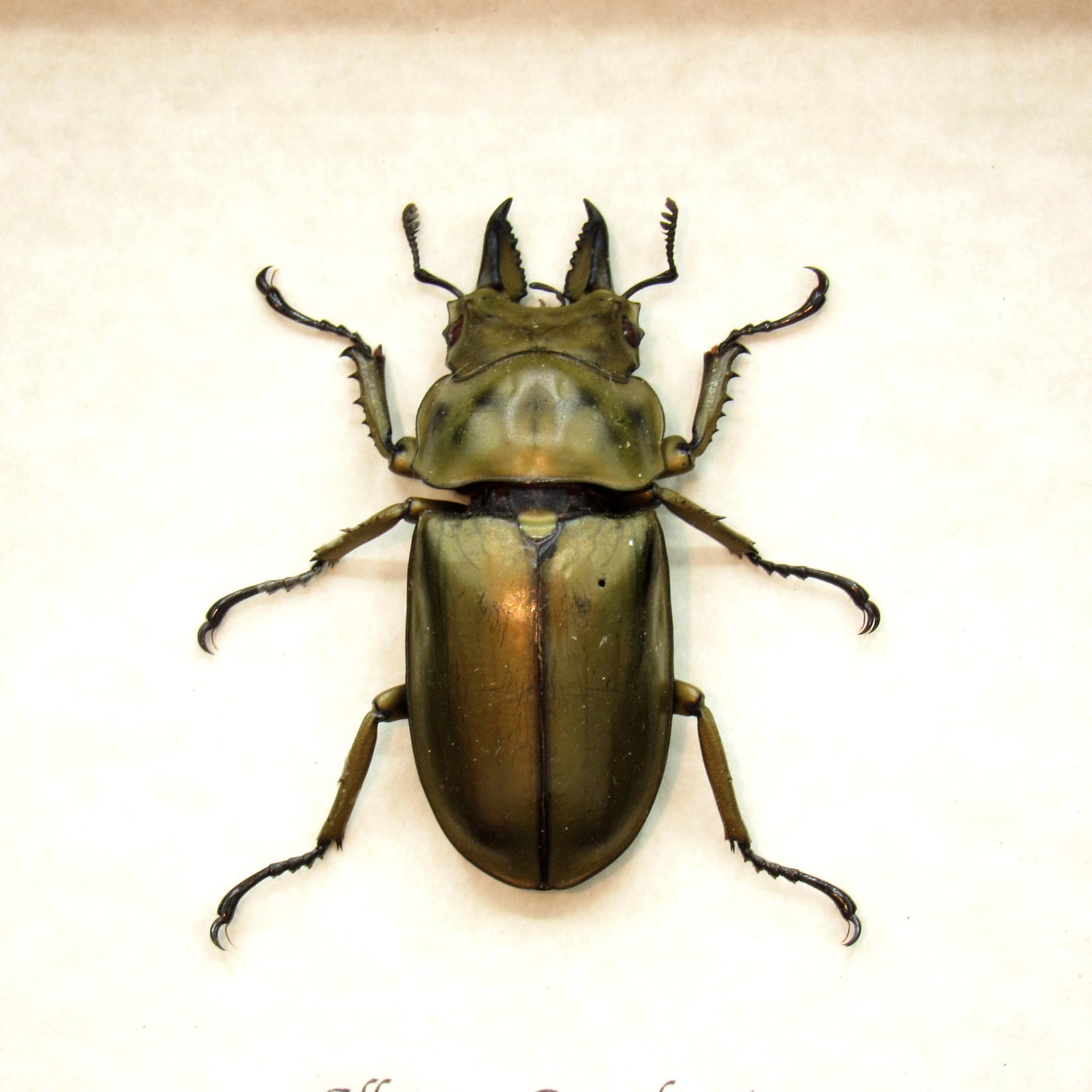 Real Bronze Devil Stag beetle framed taxidermy - Allotopus Rosenbergi