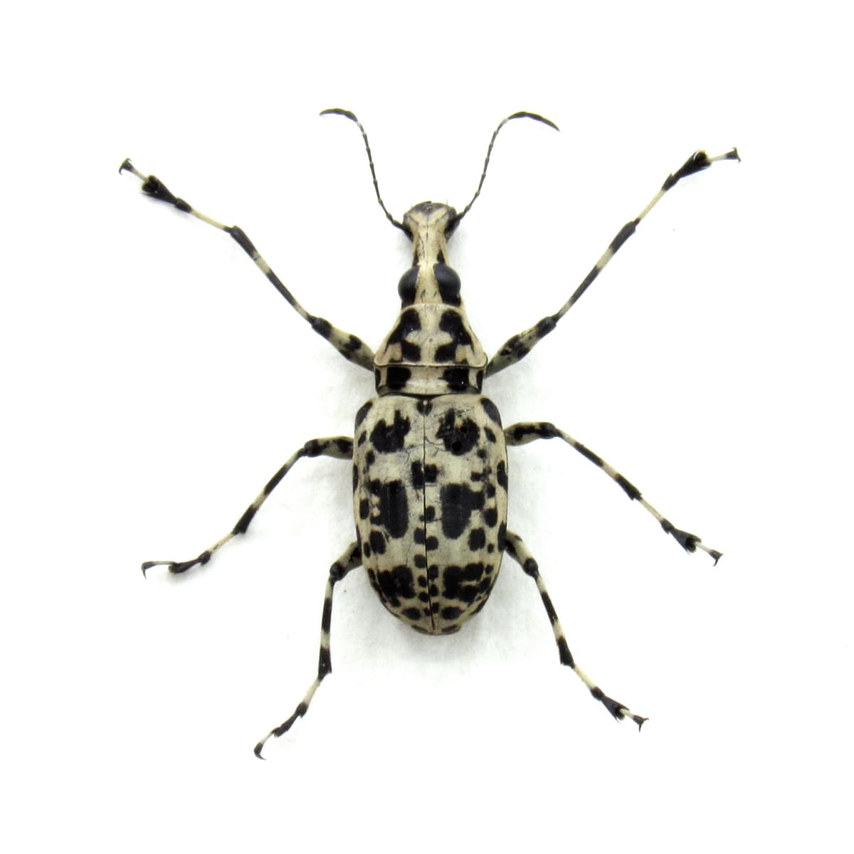 Real Fungus Weevil framed taxidermy - Mecocerus basalis - female