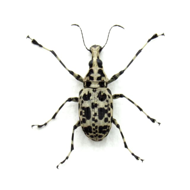 Real Fungus Weevil framed taxidermy - Mecocerus basalis - female