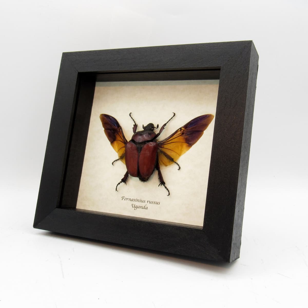 Large deep red Scarab beetle framed taxidermy - Fornasinius russus - female