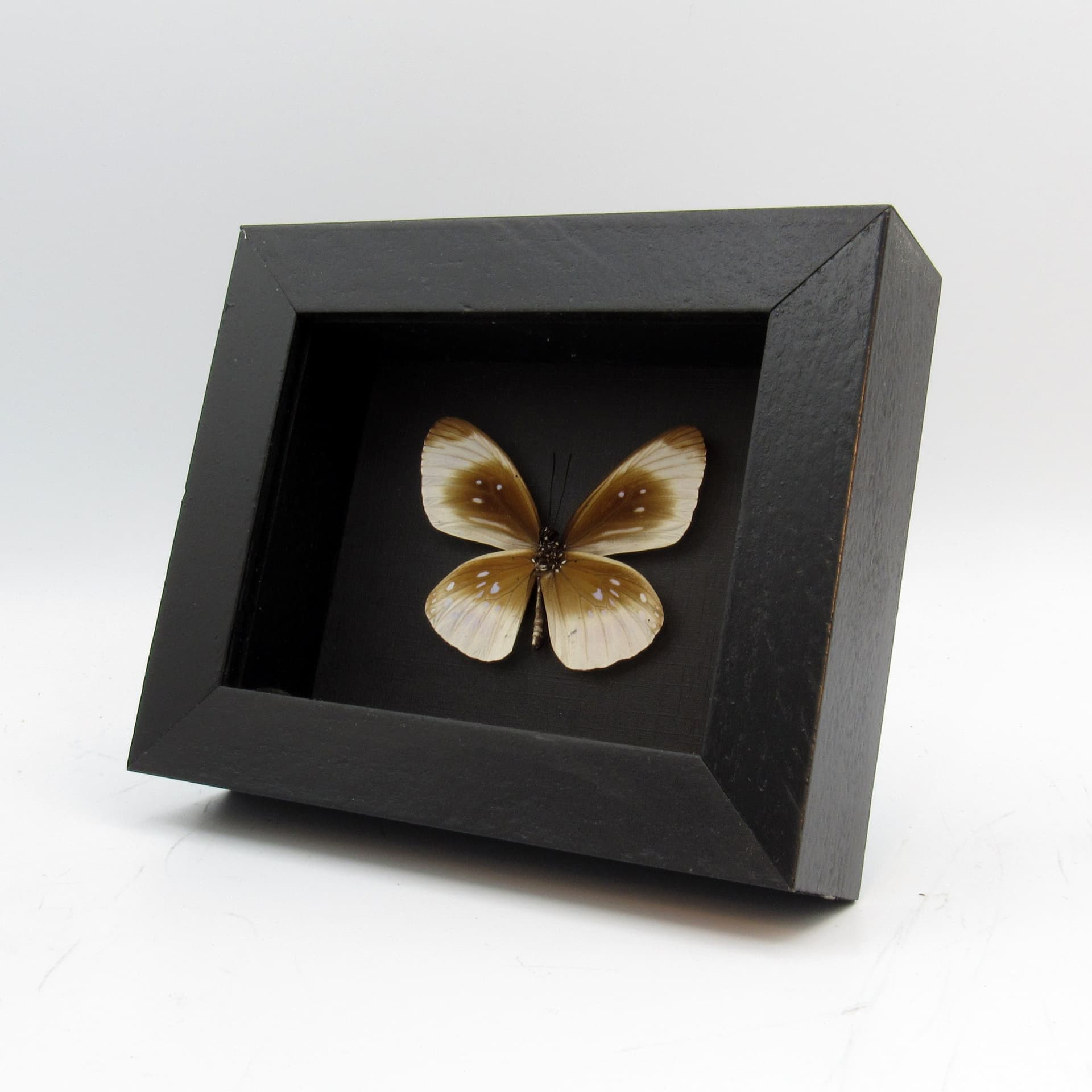 Real white framed taxidermy butterfly - Euploea leucostictos frigida