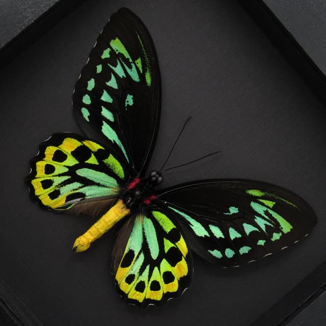 Rare Australian Cairns Birdwing butterfly framed taxidermy - Ornithoptera euphorion