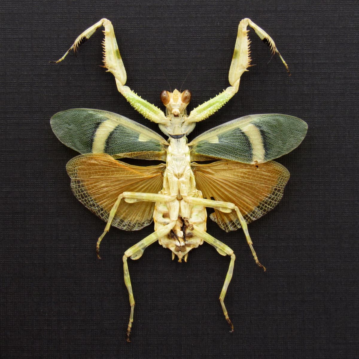 Rare Orange Banded Flower Mantis framed taxidermy - Theopropus elegans - female