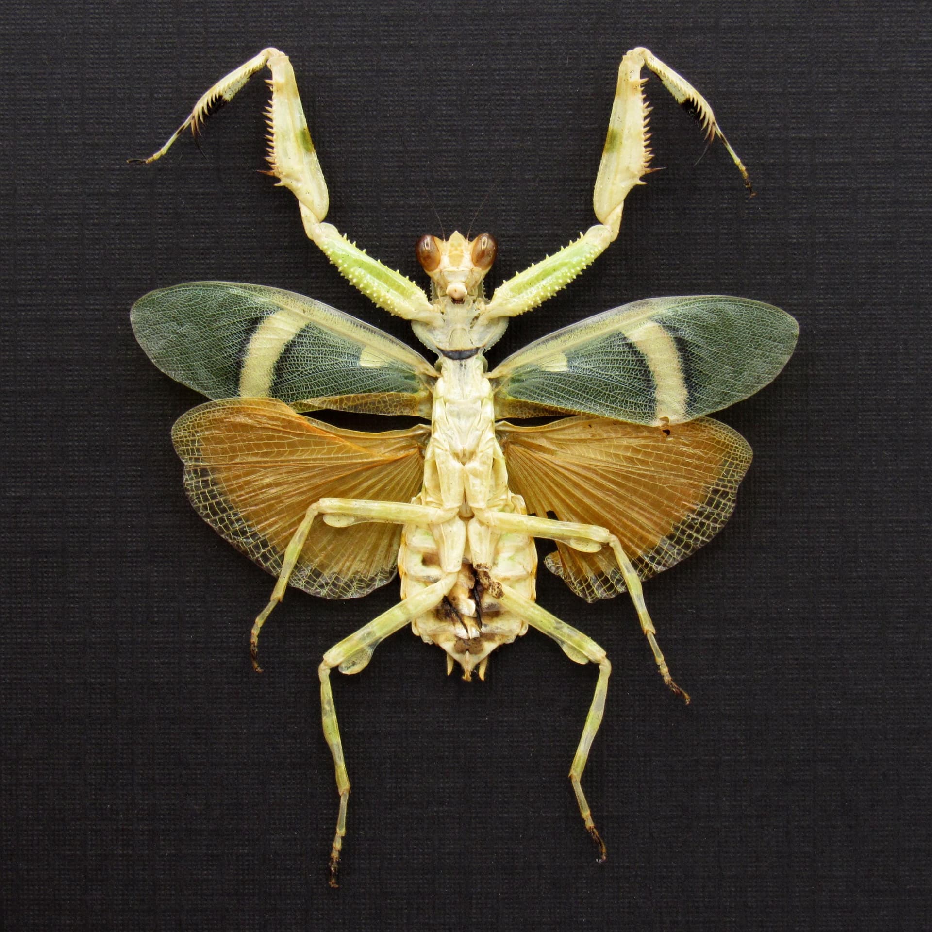 Rare Orange Banded Flower Mantis framed taxidermy - Theopropus elegans - female