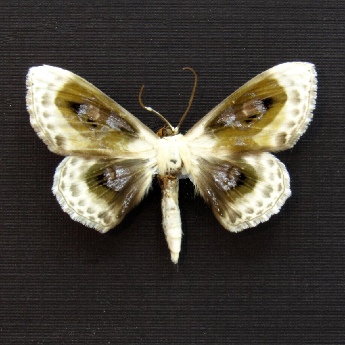 Real glittering silver Geometer moth framed taxidermy - Problepsis phoebearia