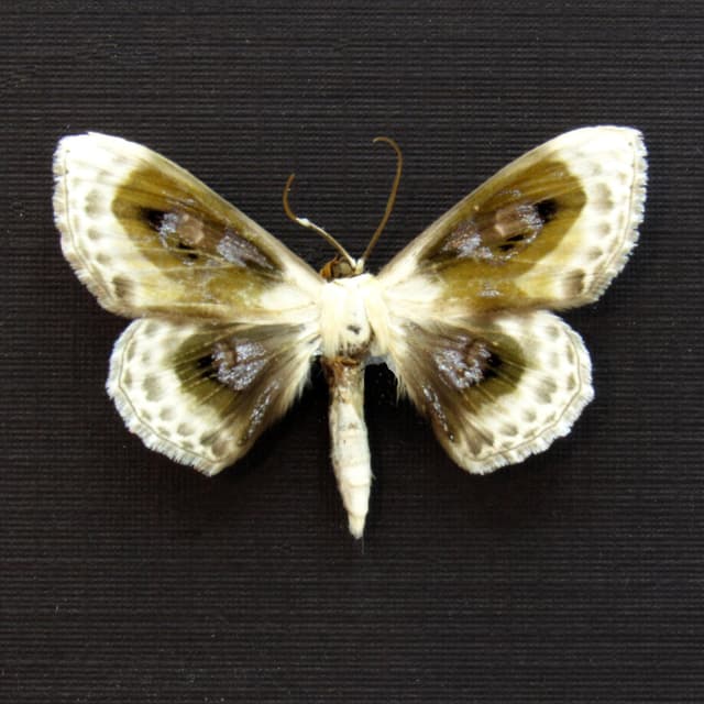 Real glittering silver Geometer moth framed taxidermy - Problepsis phoebearia