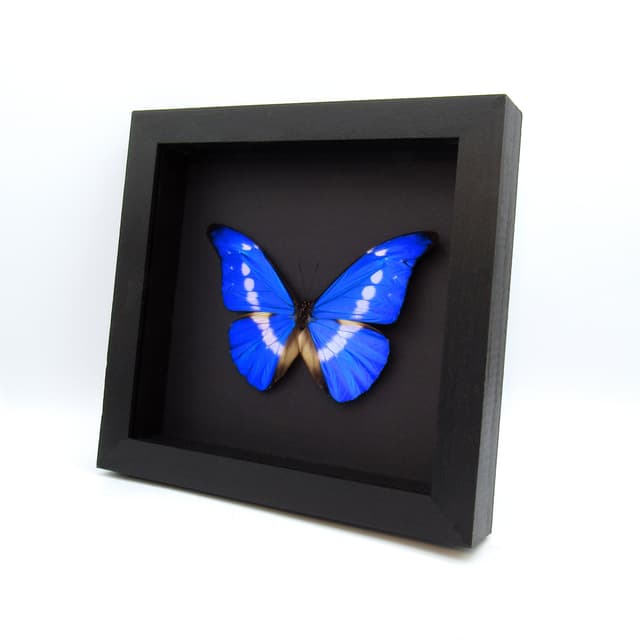 Real XL metallic blue Morpho butterfly framed taxidermy - Morpho rhetenor helena