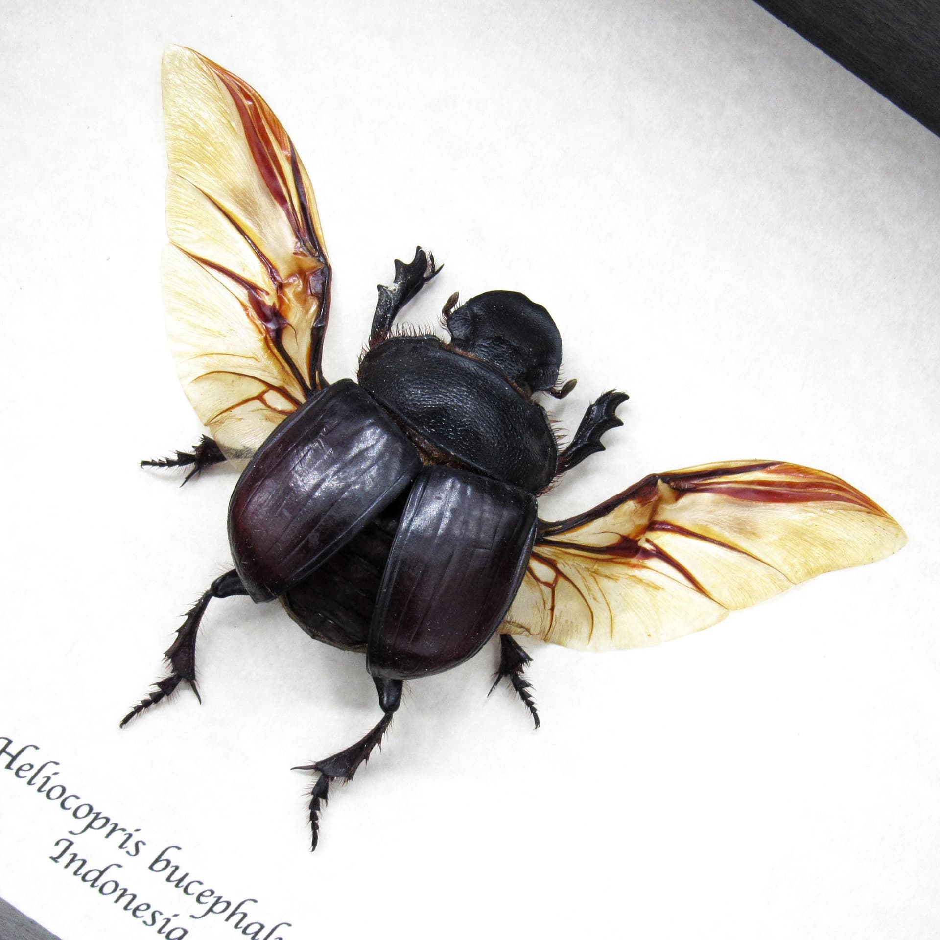 Real XL Dung Beetle framed taxidermy - Heliocopris bucephalus - female