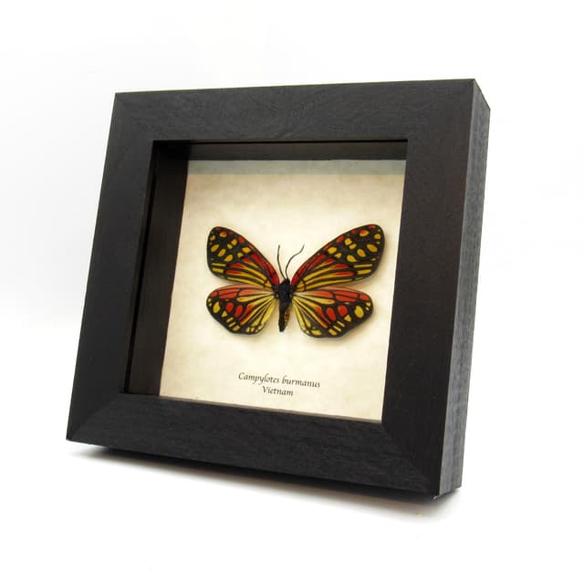 Real red Zygaenid moth framed taxidermy - Campylotes burmanus - large female