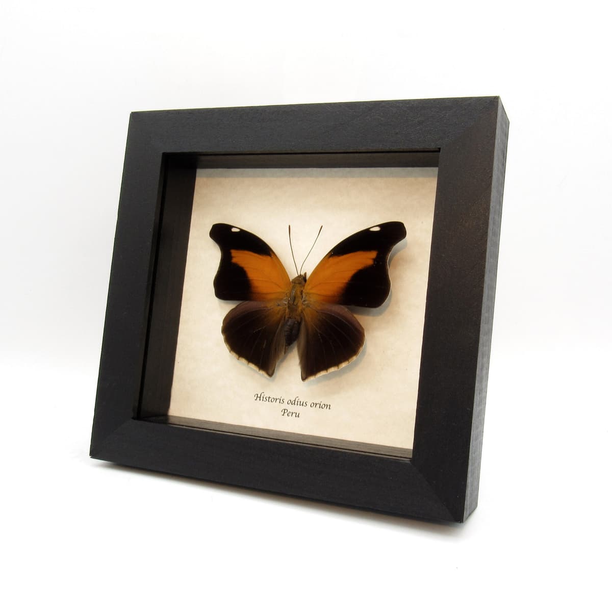 Large real orange butterfly framed taxidermy - Historis odius orion